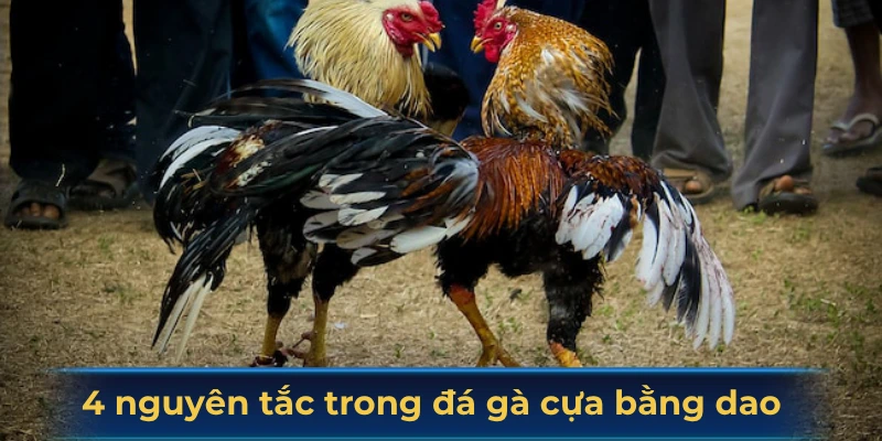 4 nguyên tắc trong đá gà cựa bằng dao