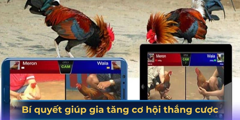 Bí quyết giúp gia tăng cơ hội thắng cược