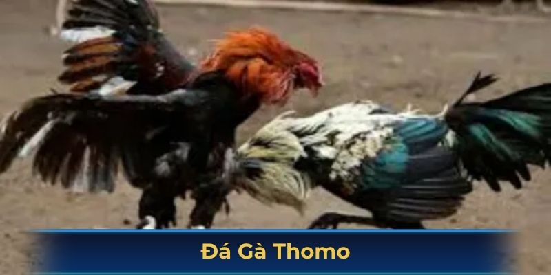 Đá gà Thomo