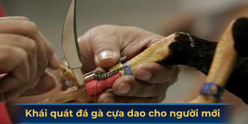 Khái quát đá gà cựa dao cho người mới