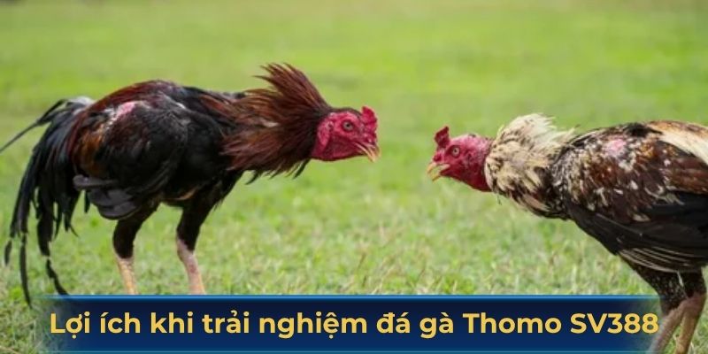 Lợi ích khi trải nghiệm đá gà Thomo SV388