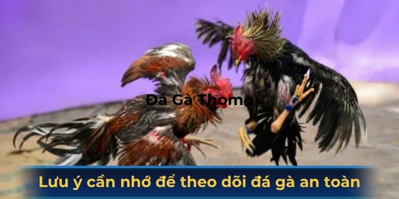 Lưu ý cần nhớ để theo dõi đá gà an toàn