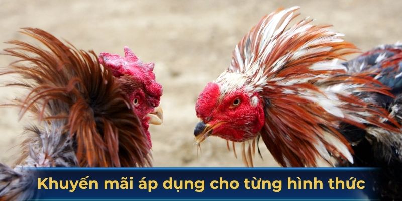 Khuyến mãi áp dụng cho từng hình thức đá gà