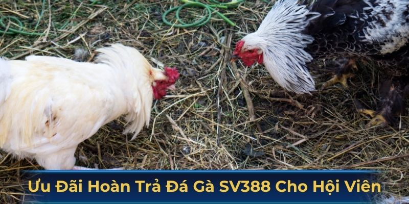 Ưu đãi hoàn trả đá gà SV388